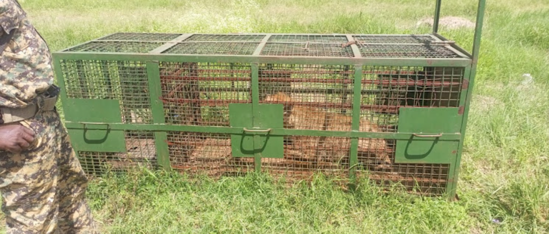 KWS Successfully Captures Hyena Roaming at Police Campus in Embakasi