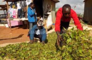 Muguka being prepared for the market