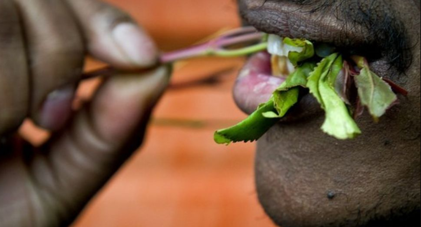 A person chewing Muguka