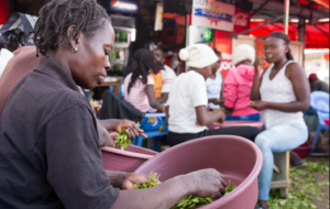 Muguka traders sorting and packaging